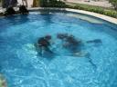 picture-fred-012-jipi-piscine-small.jpg
